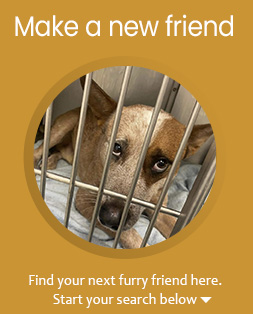 Rescue a dog