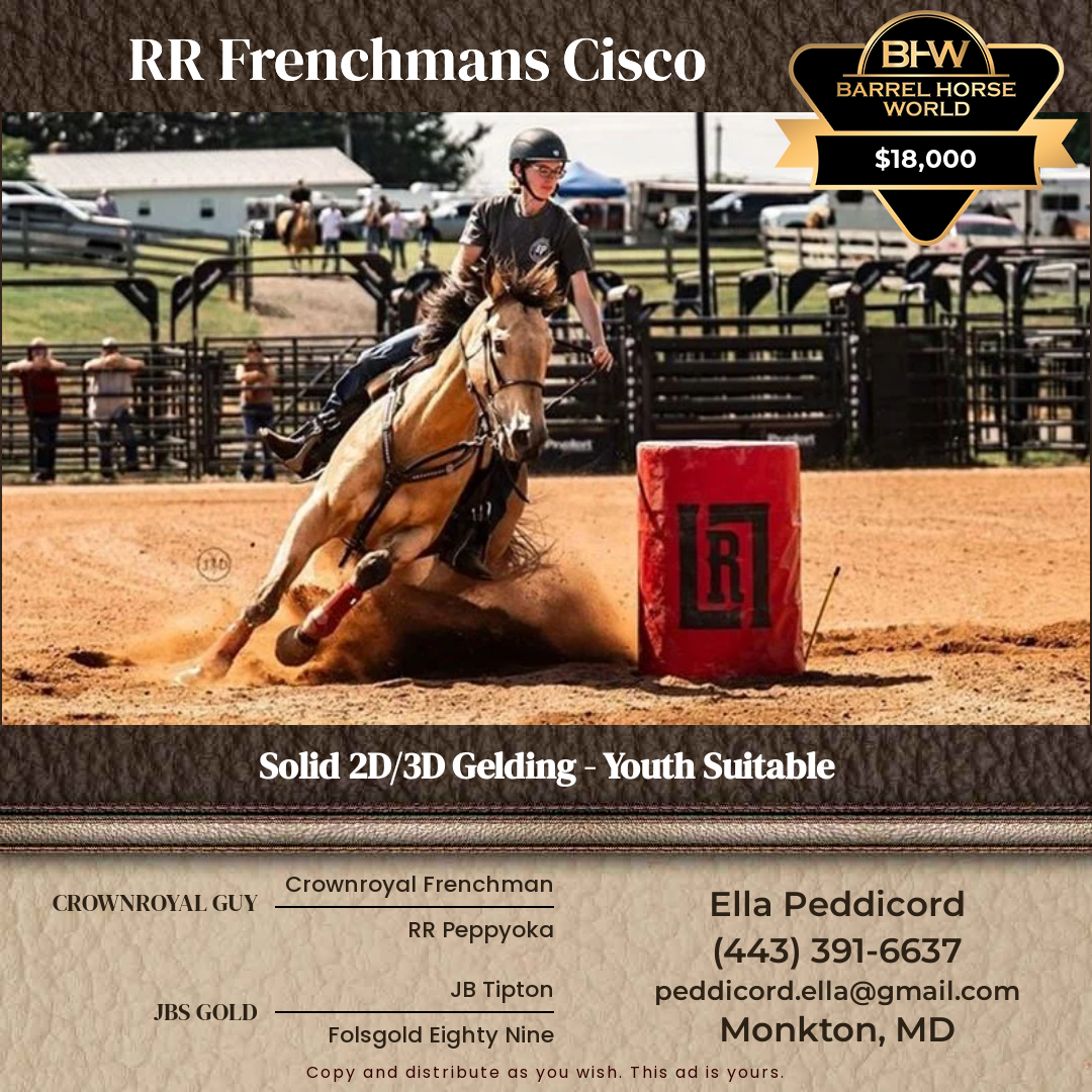 13  year old Gelding