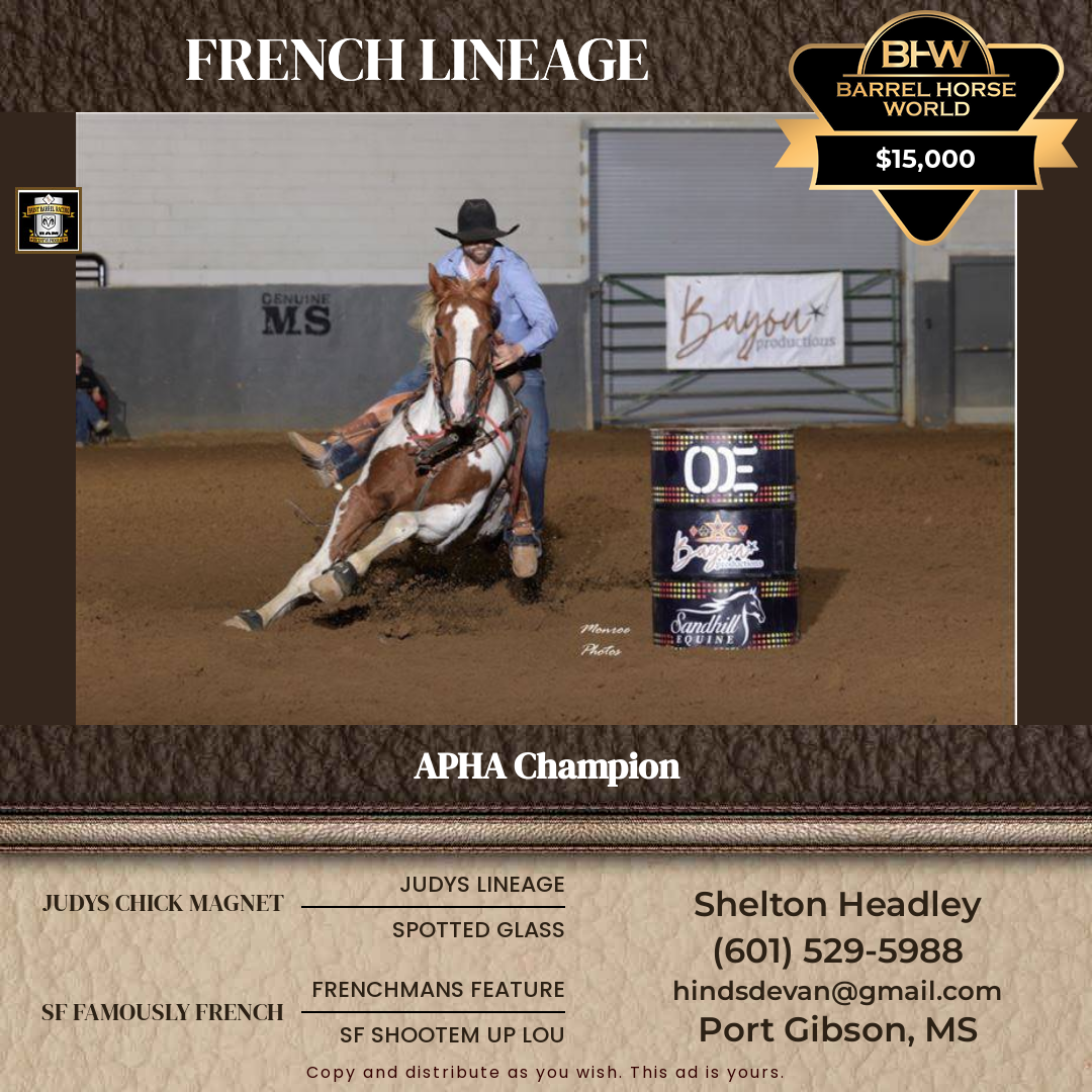 6  year old Gelding