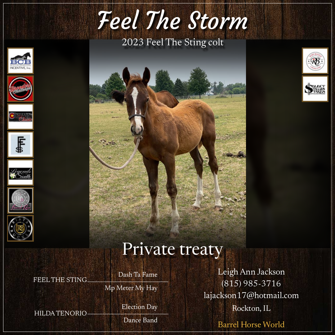 Barrel Horses for Sale Barrel Horse World