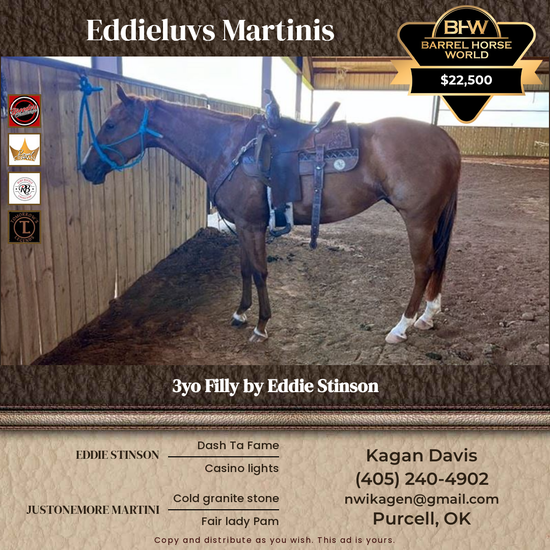 3  year old Mare