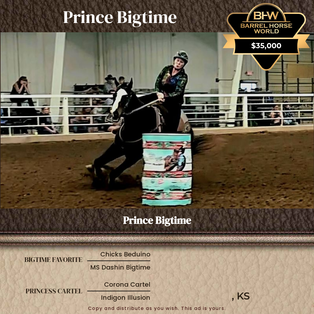 12  year old Gelding