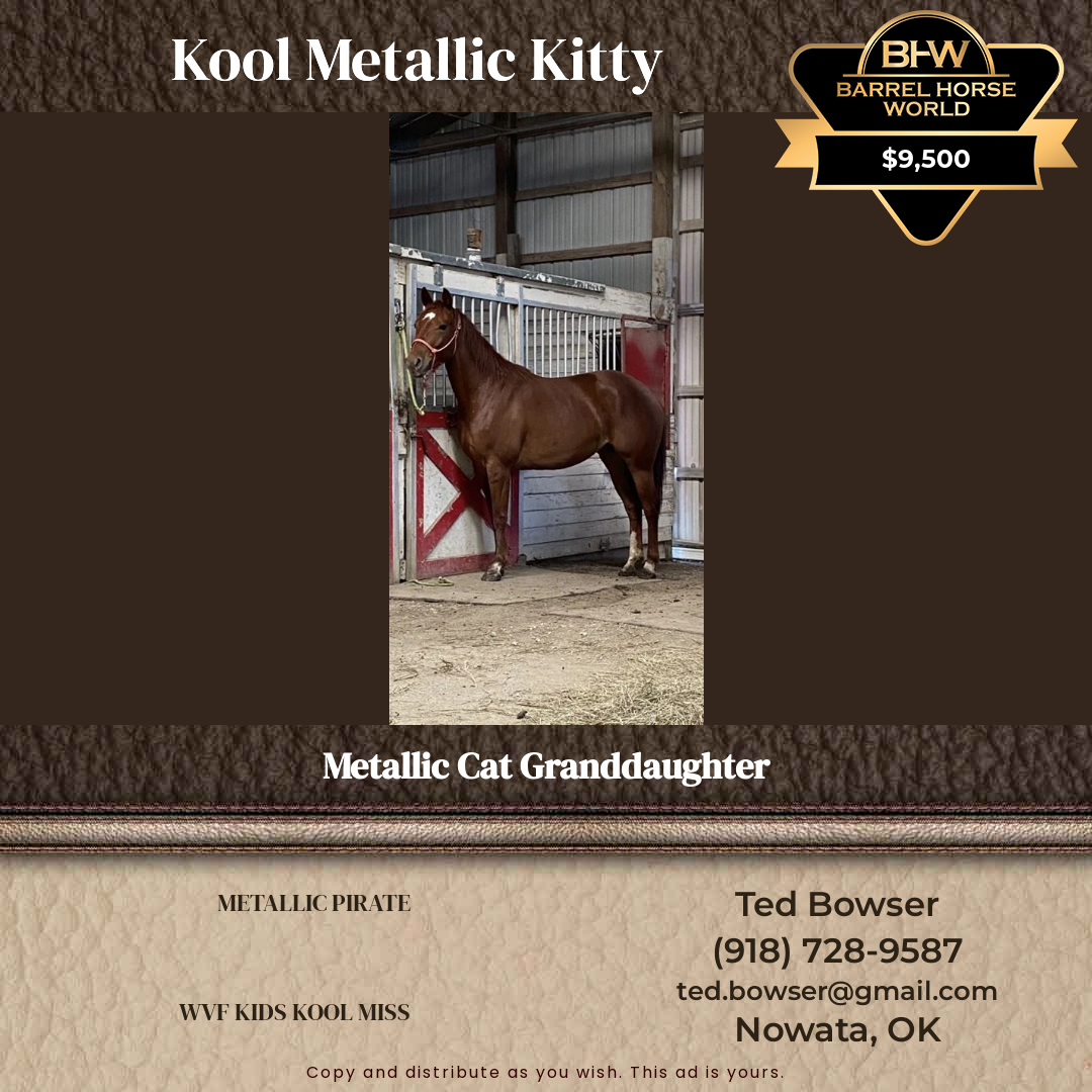 5  year old Mare