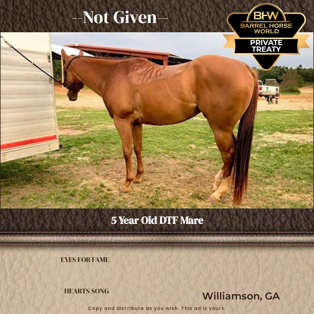 5  year old Mare