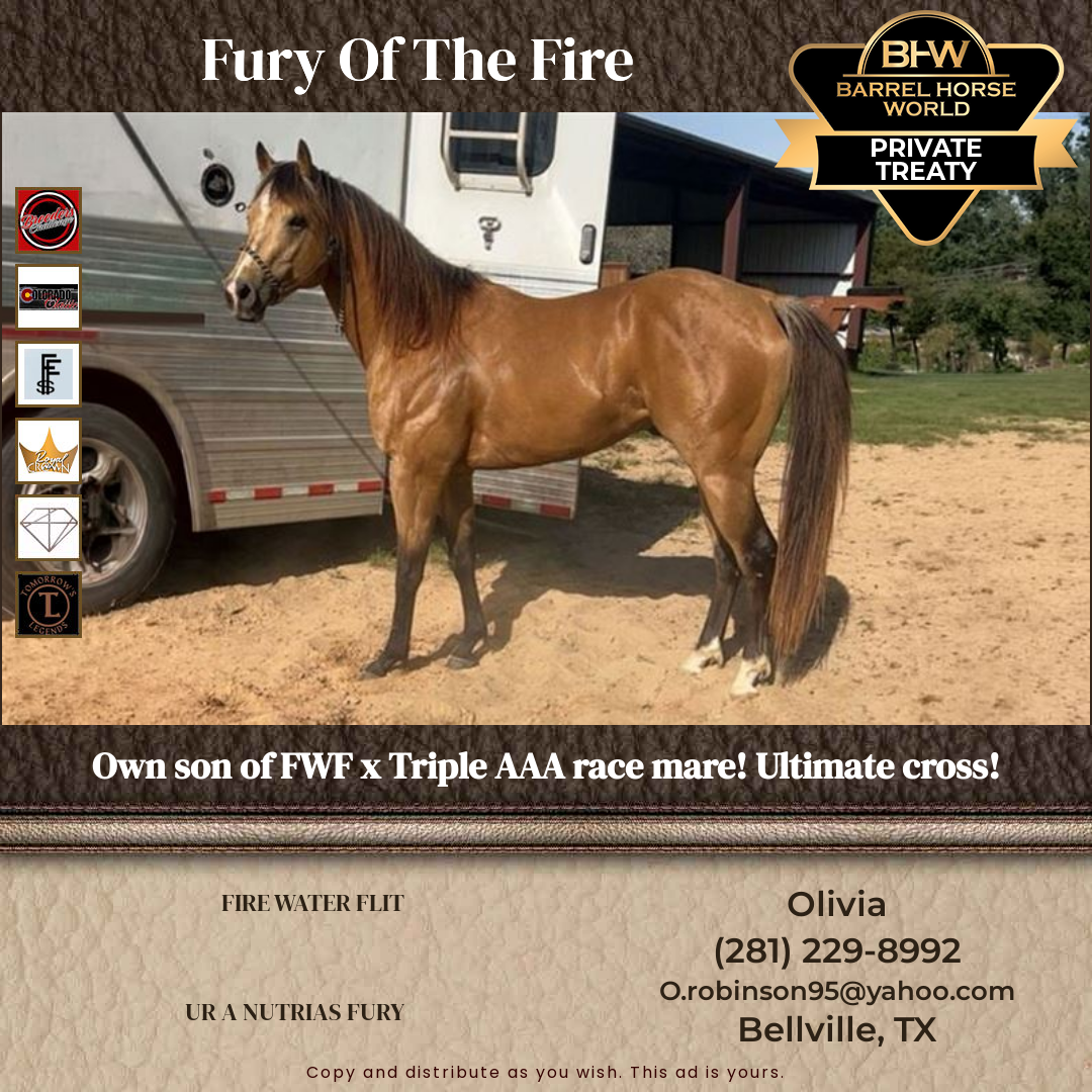 4  year old Gelding