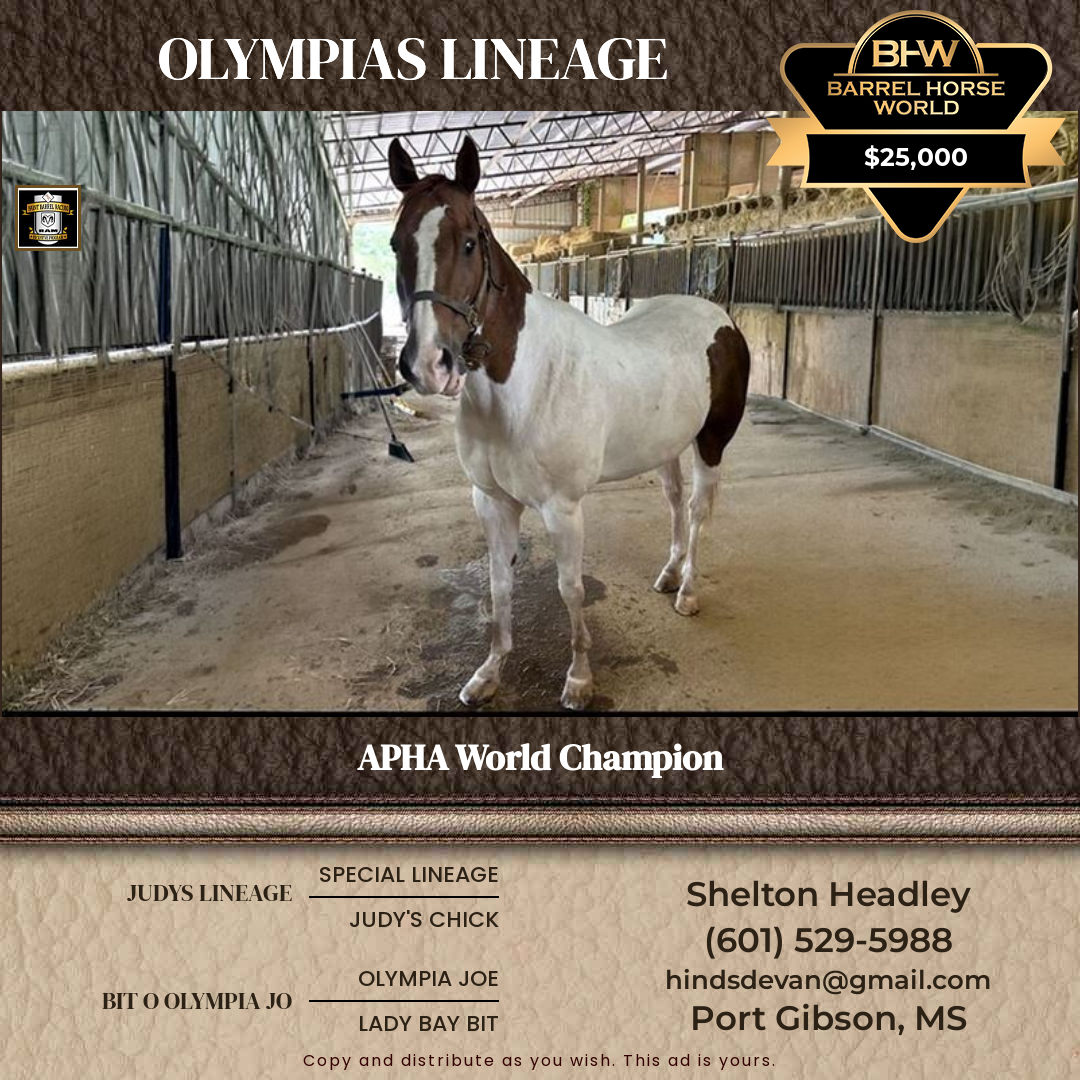 15  year old Gelding
