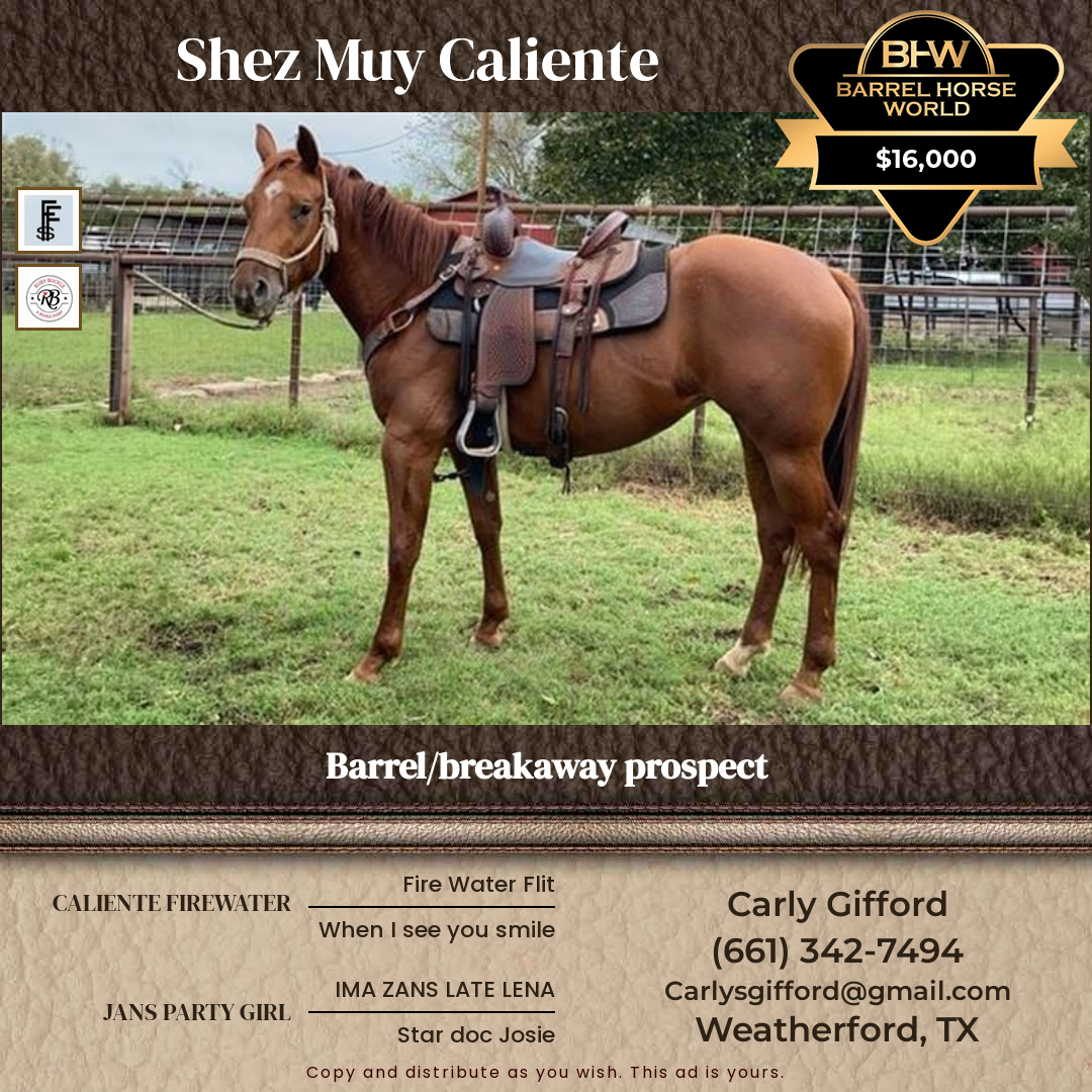4  year old Mare