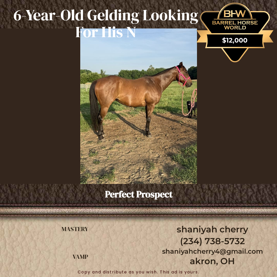 6  year old Gelding