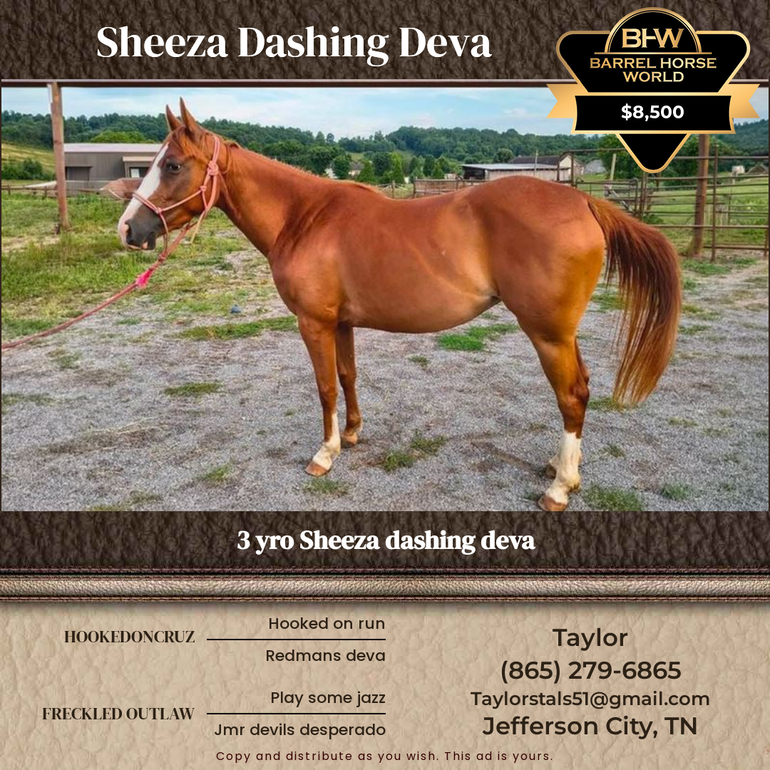3  year old Mare