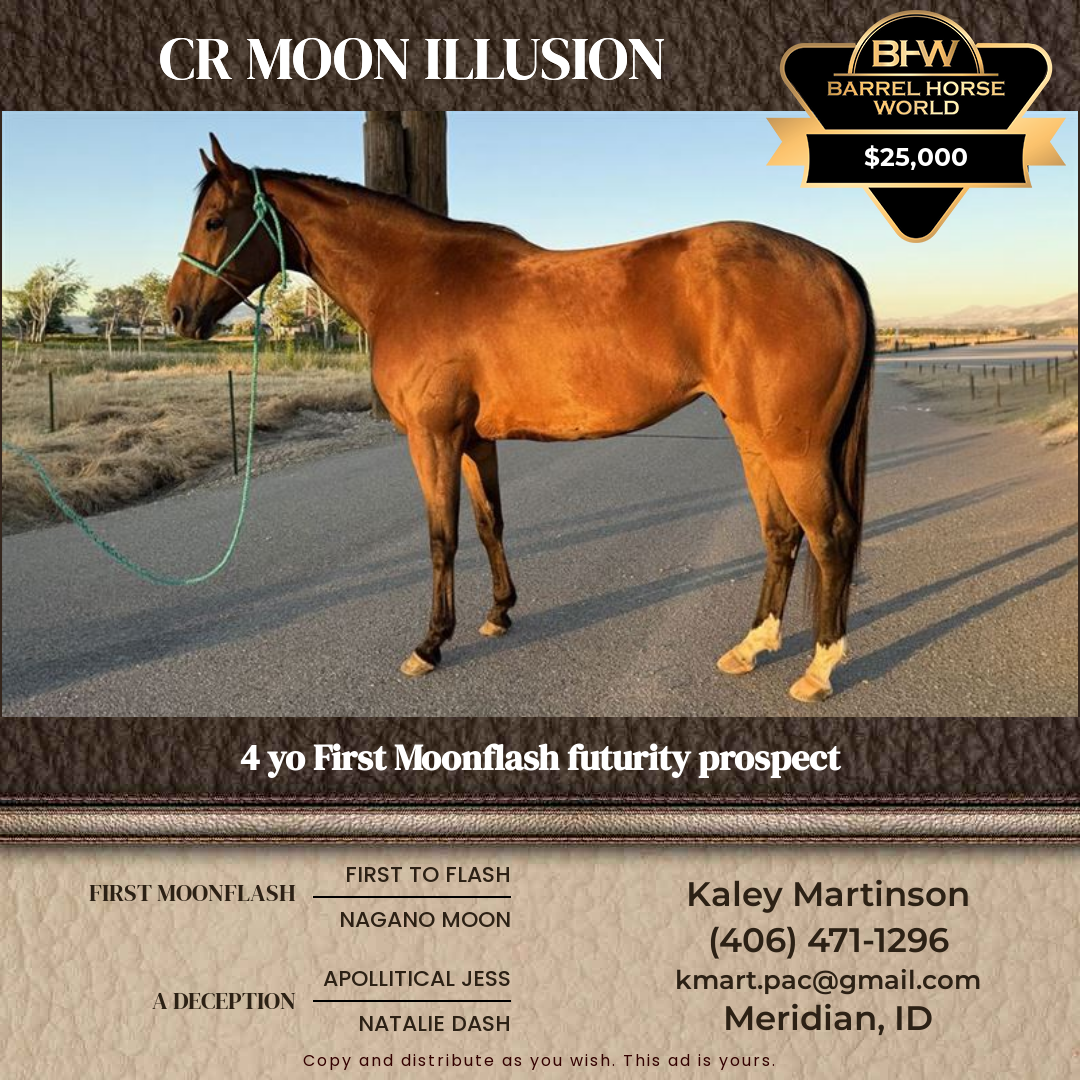 4  year old Mare