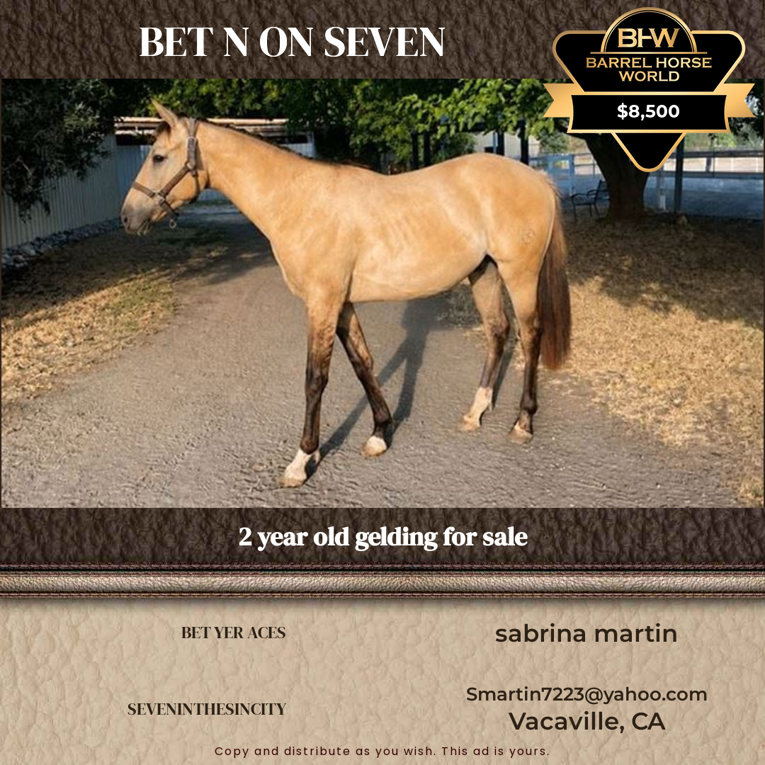 2  year old Gelding