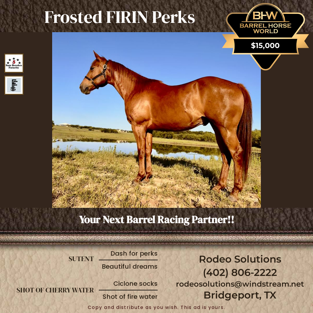 7  year old Gelding