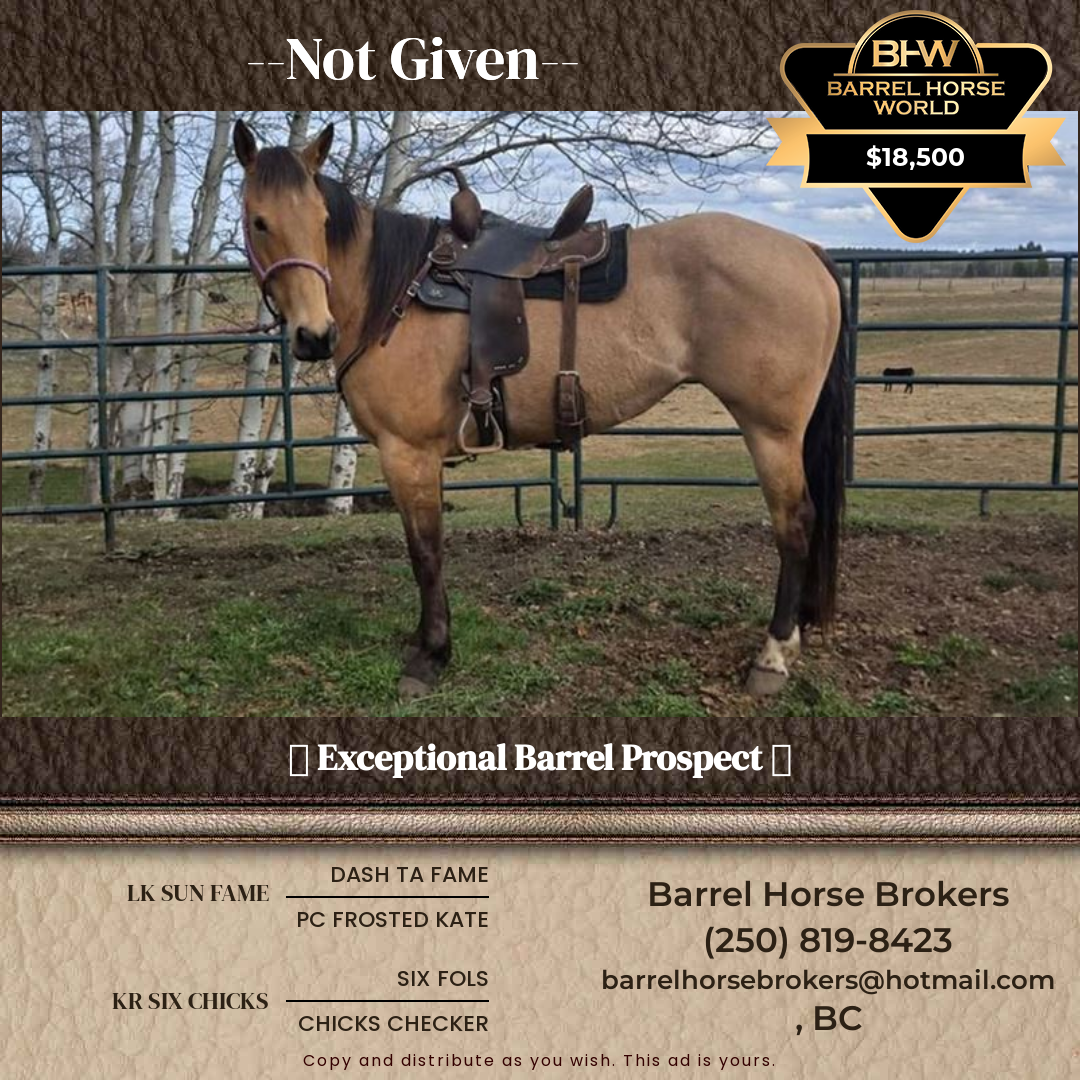 5  year old Mare