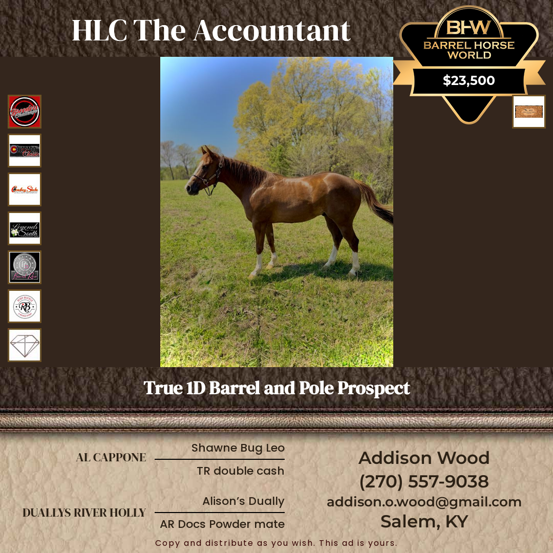 4  year old Gelding