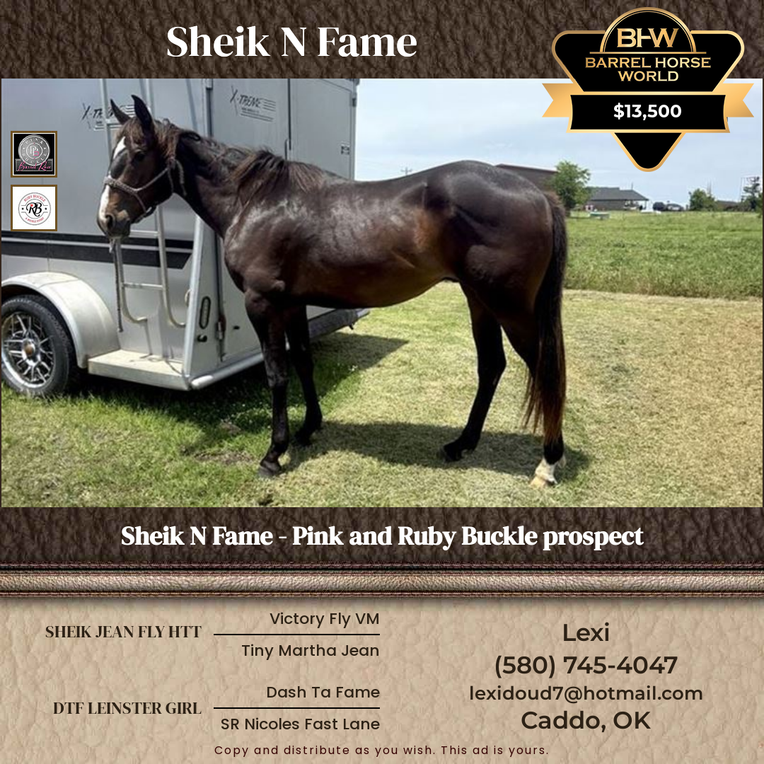 2  year old Gelding