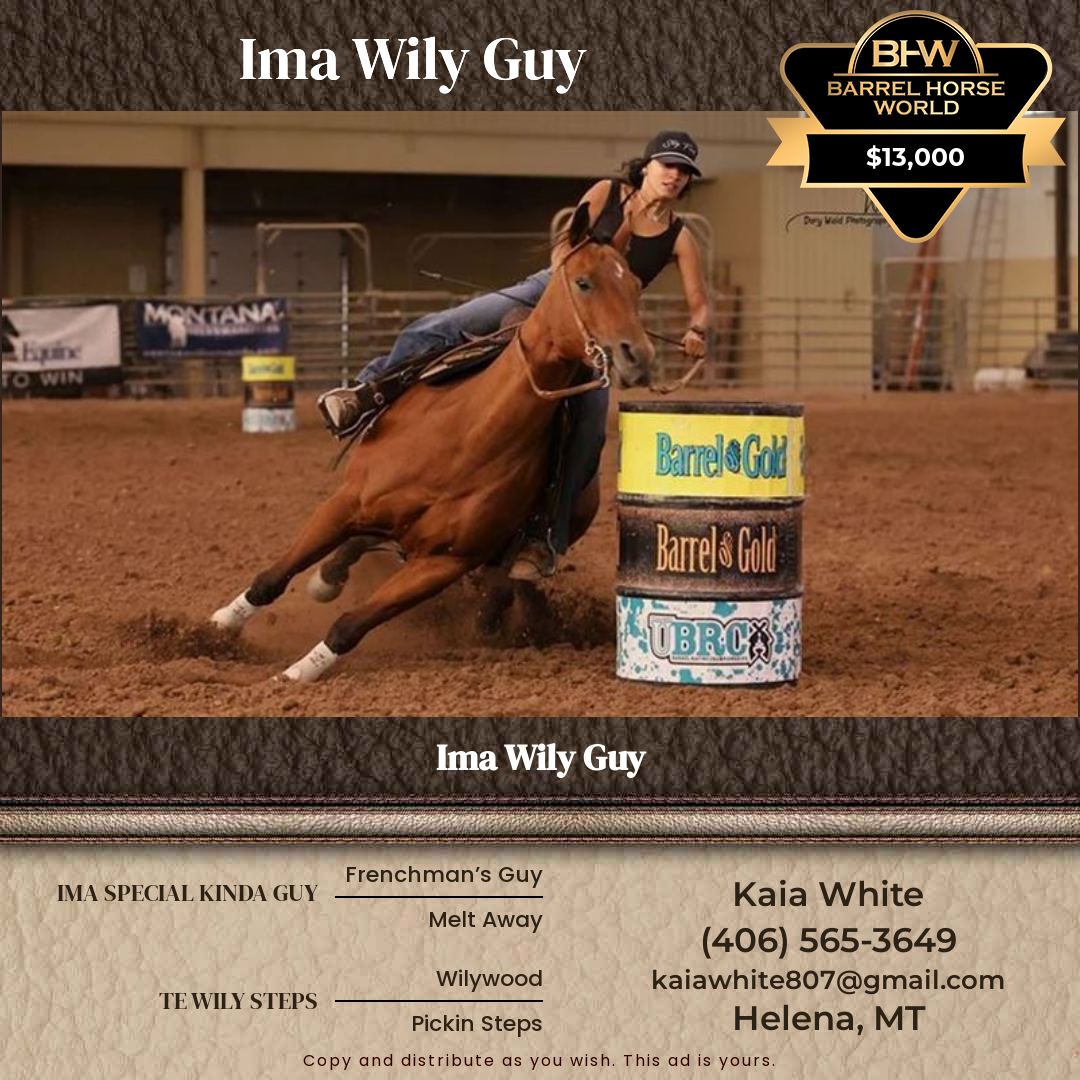 8  year old Gelding