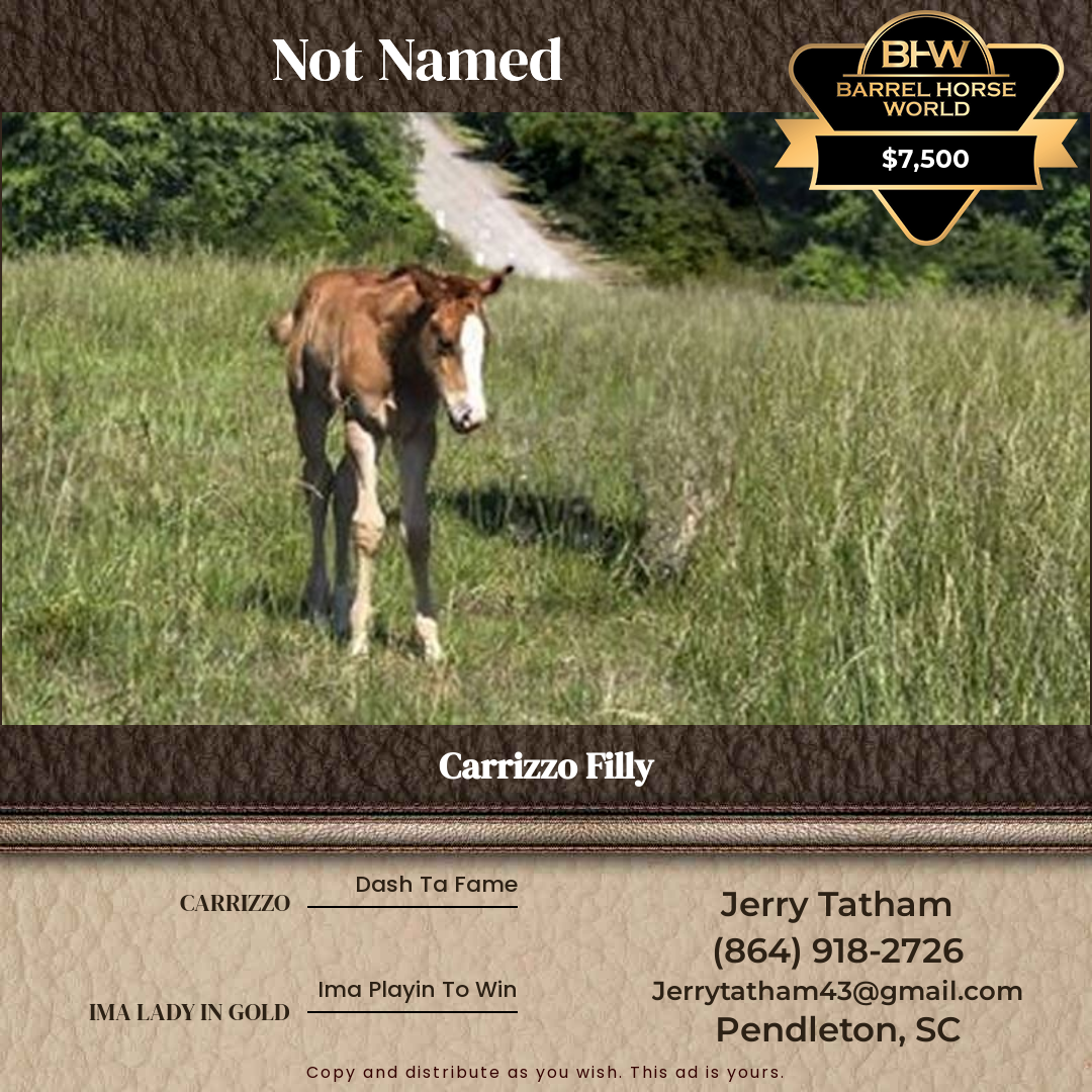 Weanling  year old Mare