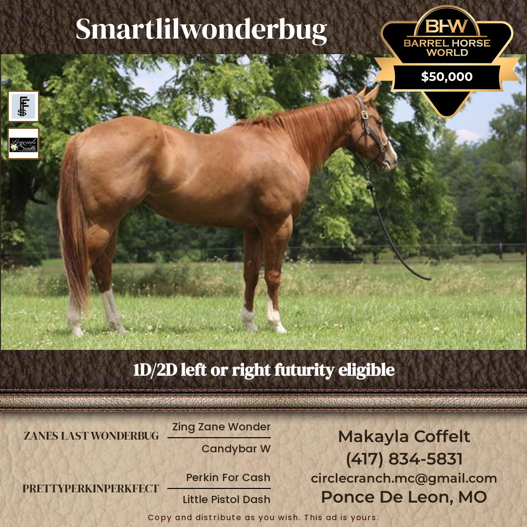 4  year old Gelding