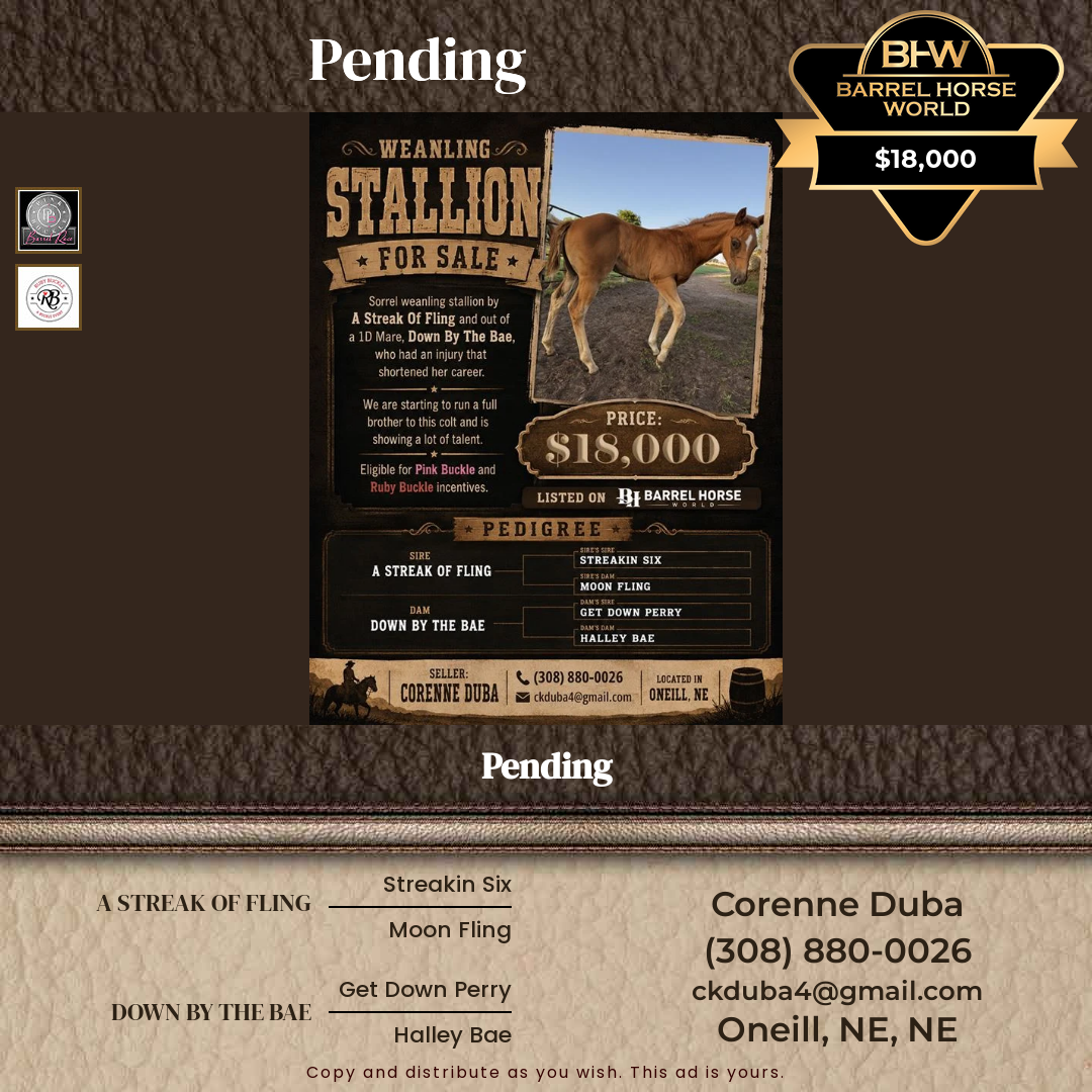 Weanling  year old Stallion