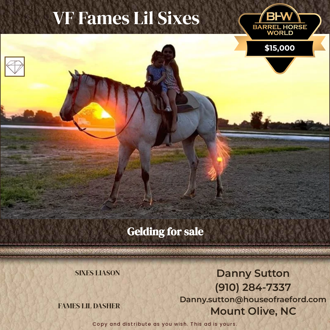 8  year old Gelding