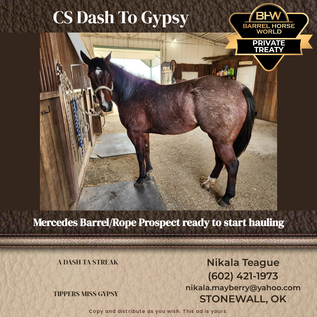 5  year old Mare