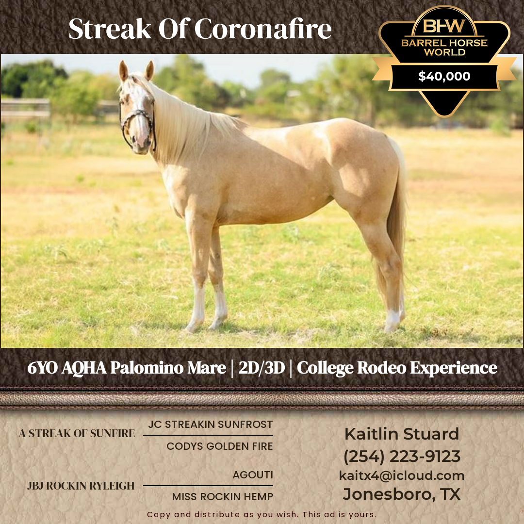 6  year old Mare