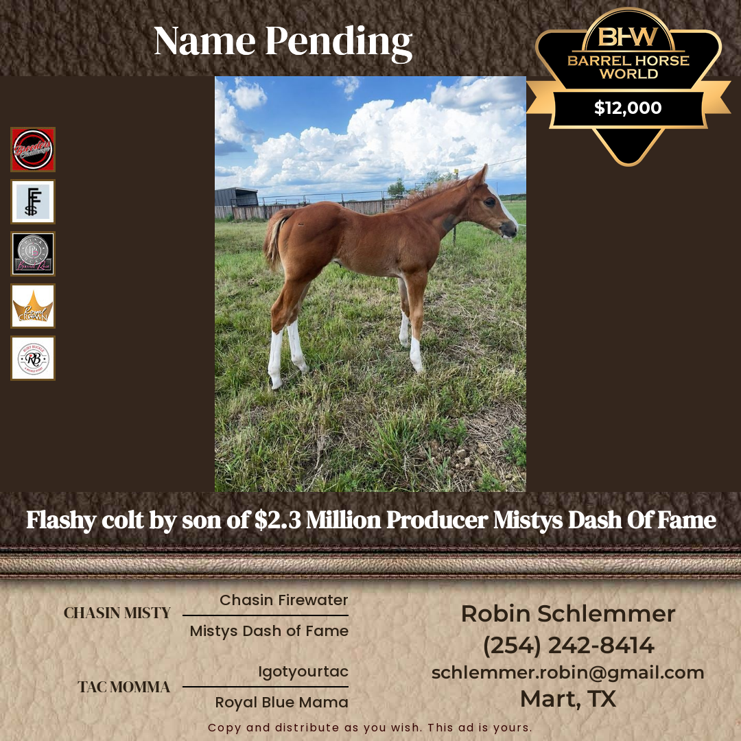Weanling  year old Stallion