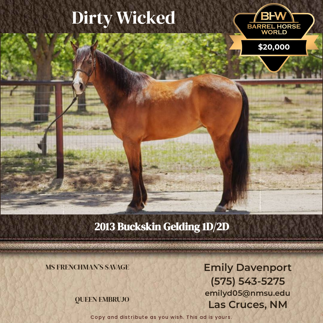 13  year old Gelding