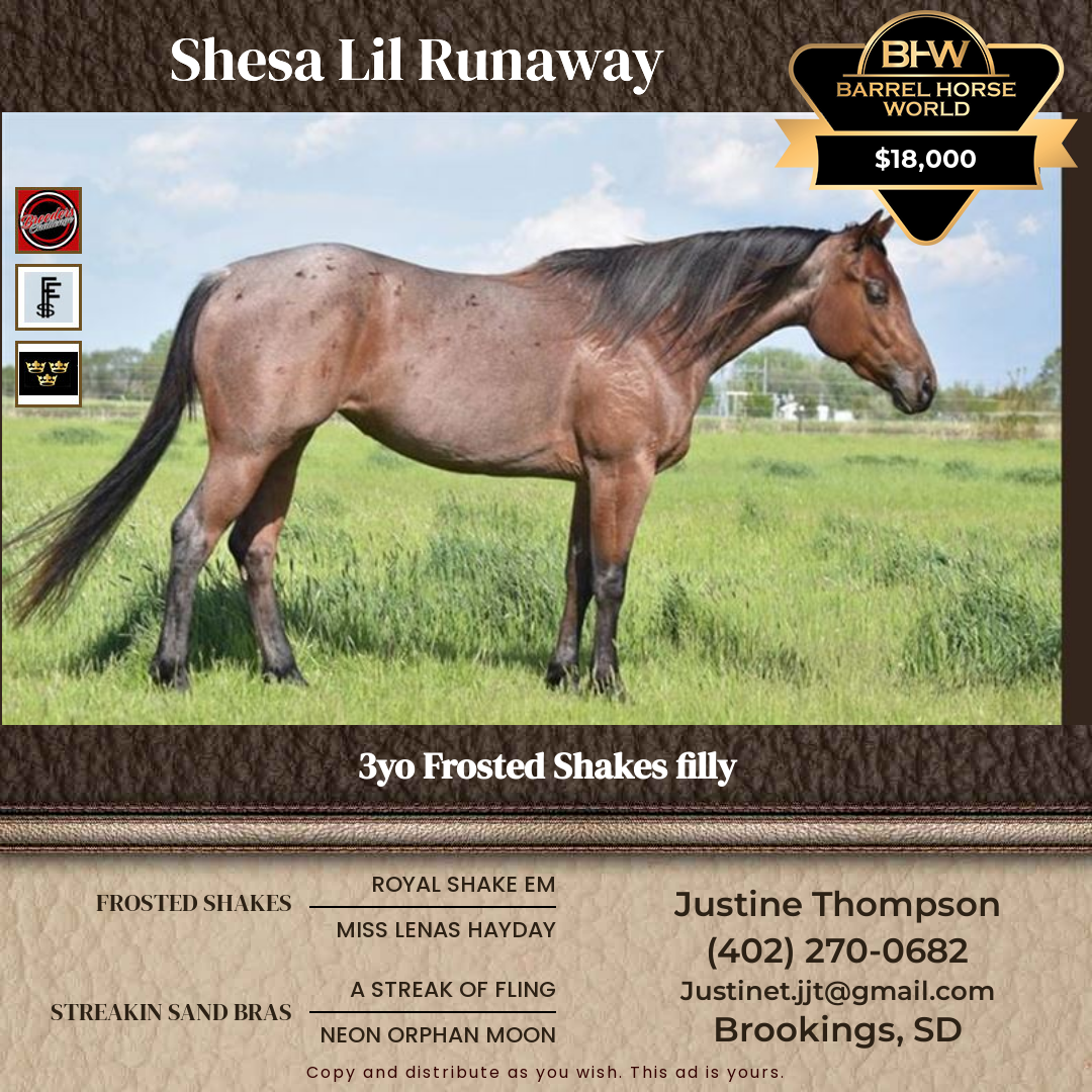 3  year old Mare