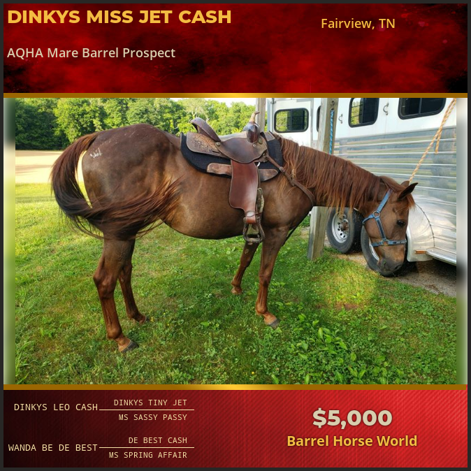 Barrel Horses for Sale - Barrel Horse World