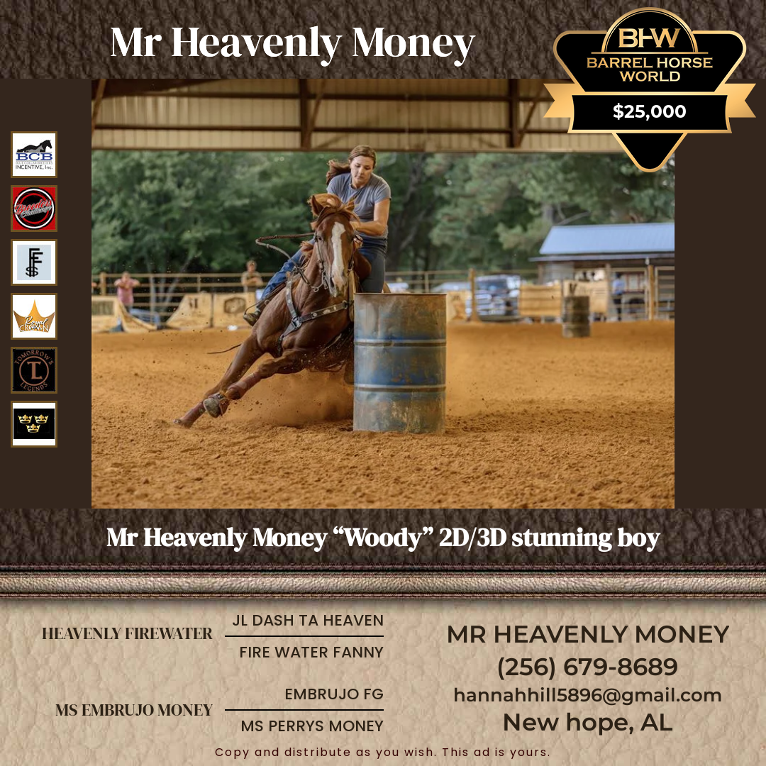 7  year old Gelding