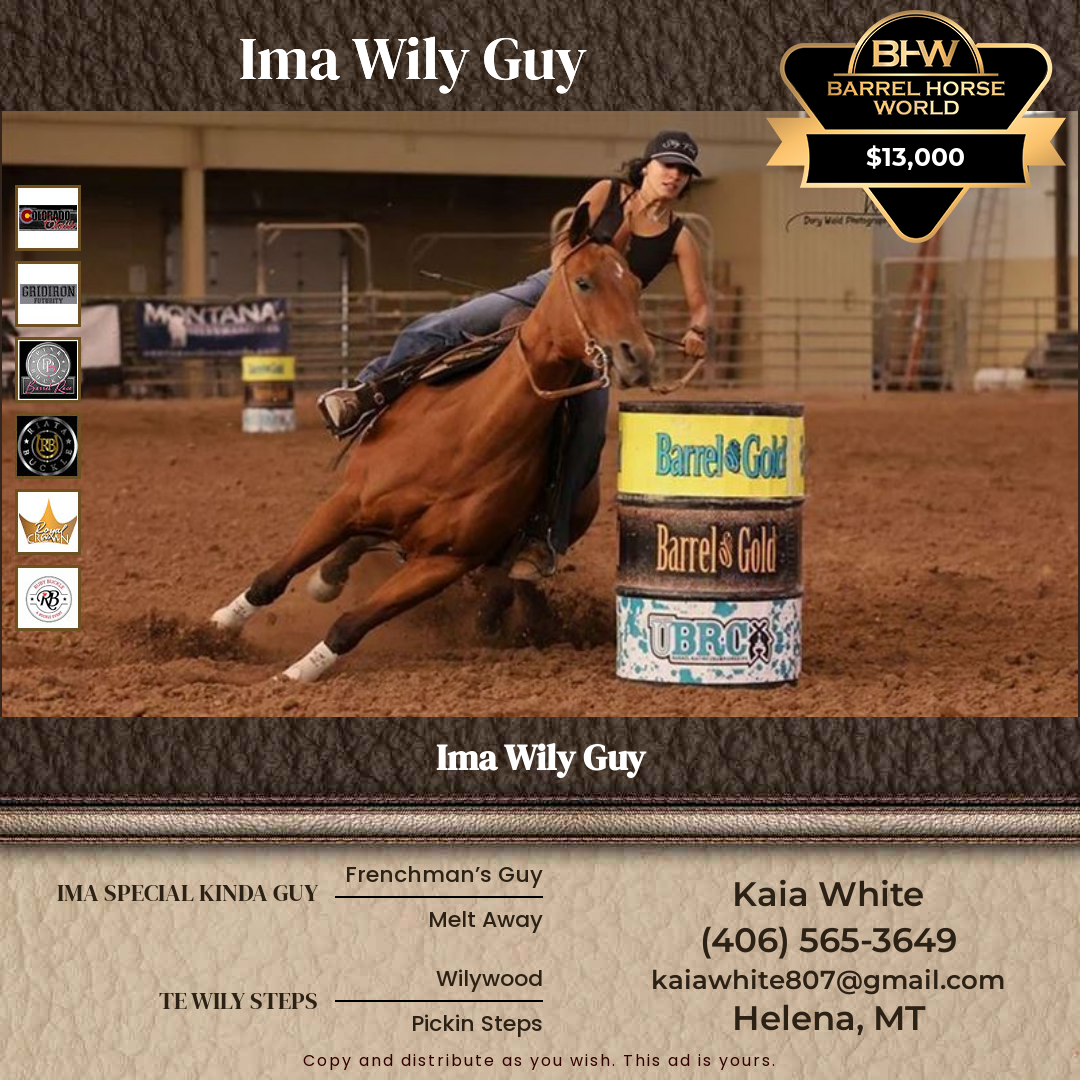 8  year old Gelding
