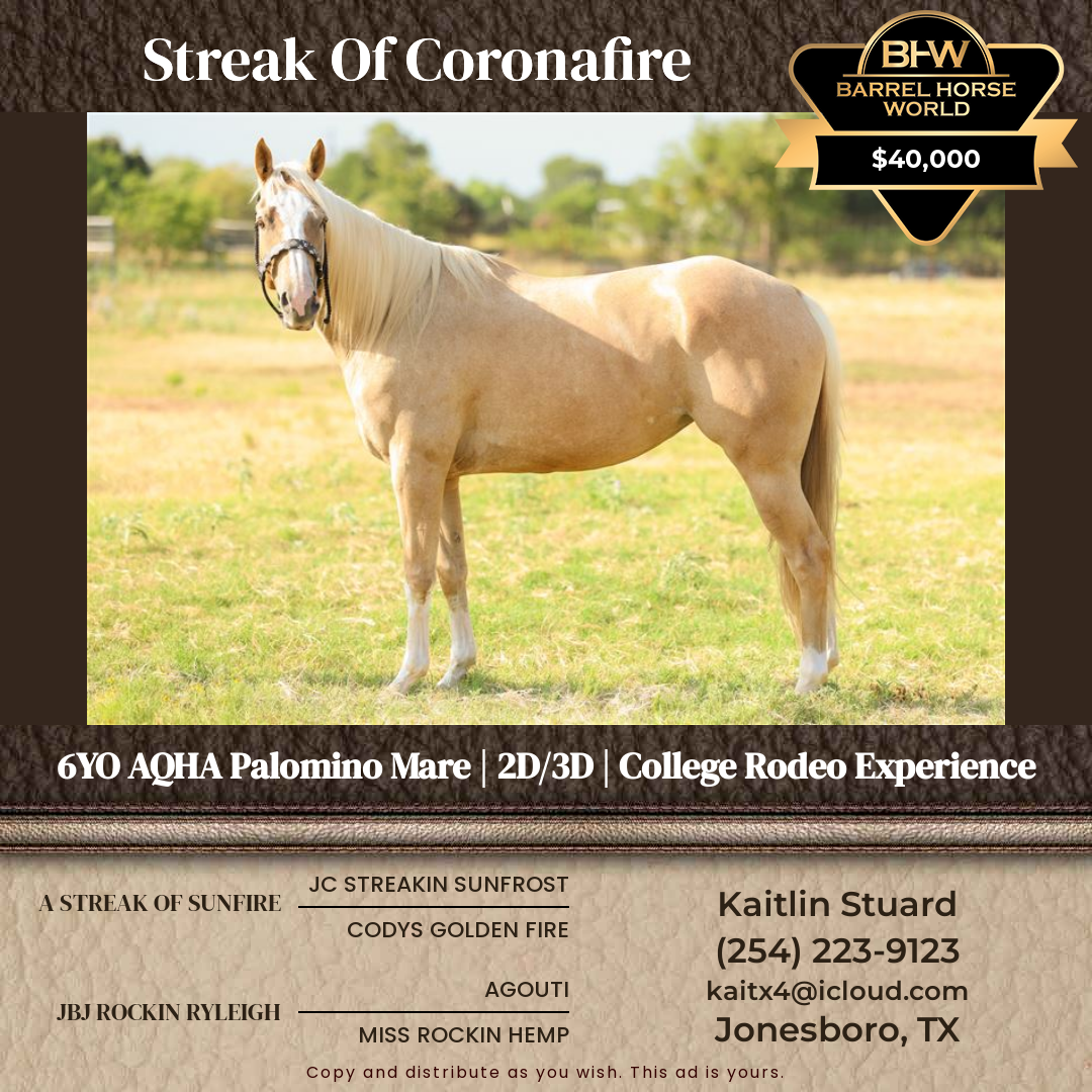 6  year old Mare