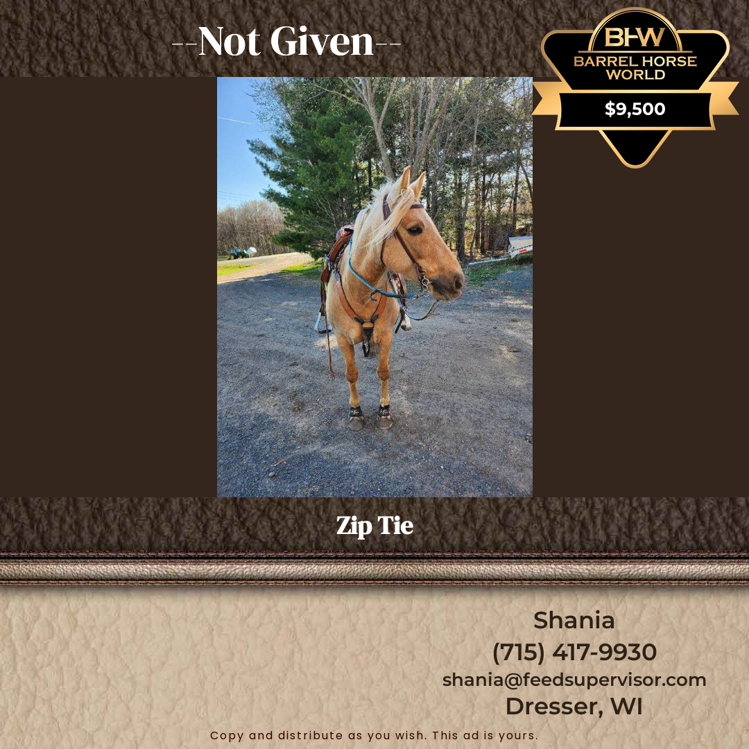 11  year old Gelding