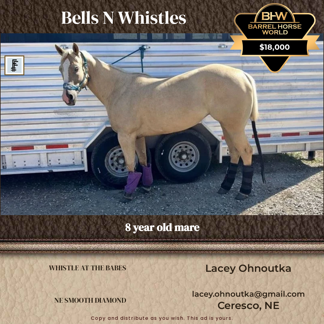 8  year old Mare