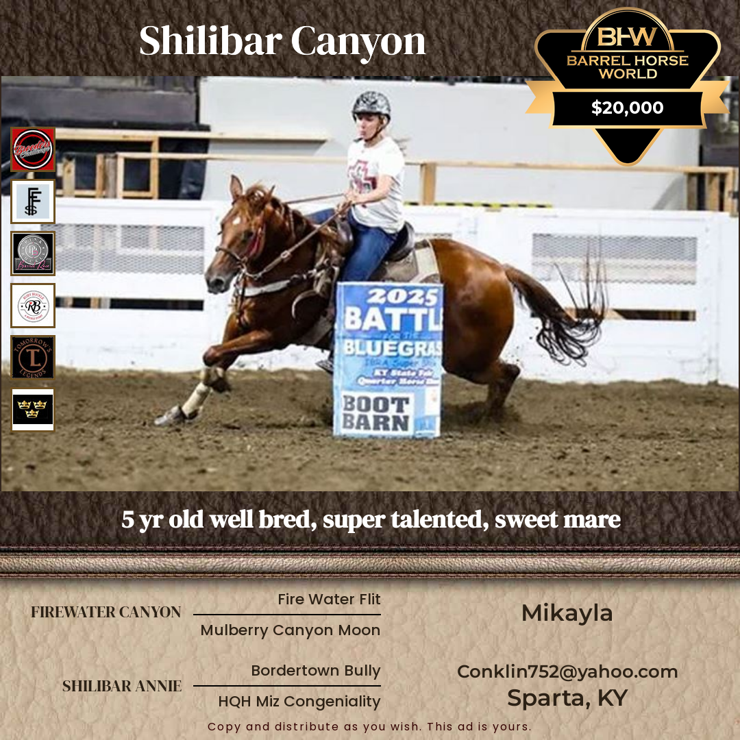 5  year old Mare