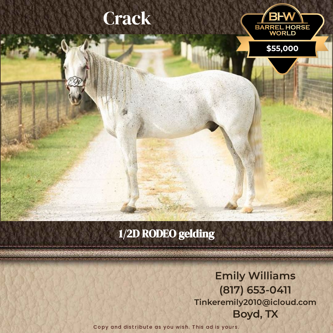 11  year old Gelding
