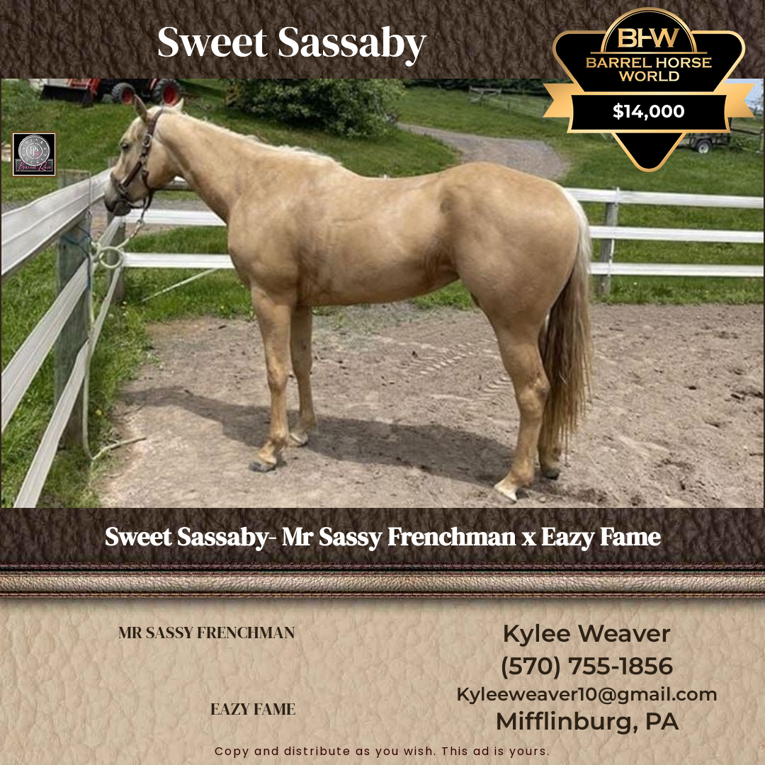 7  year old Mare