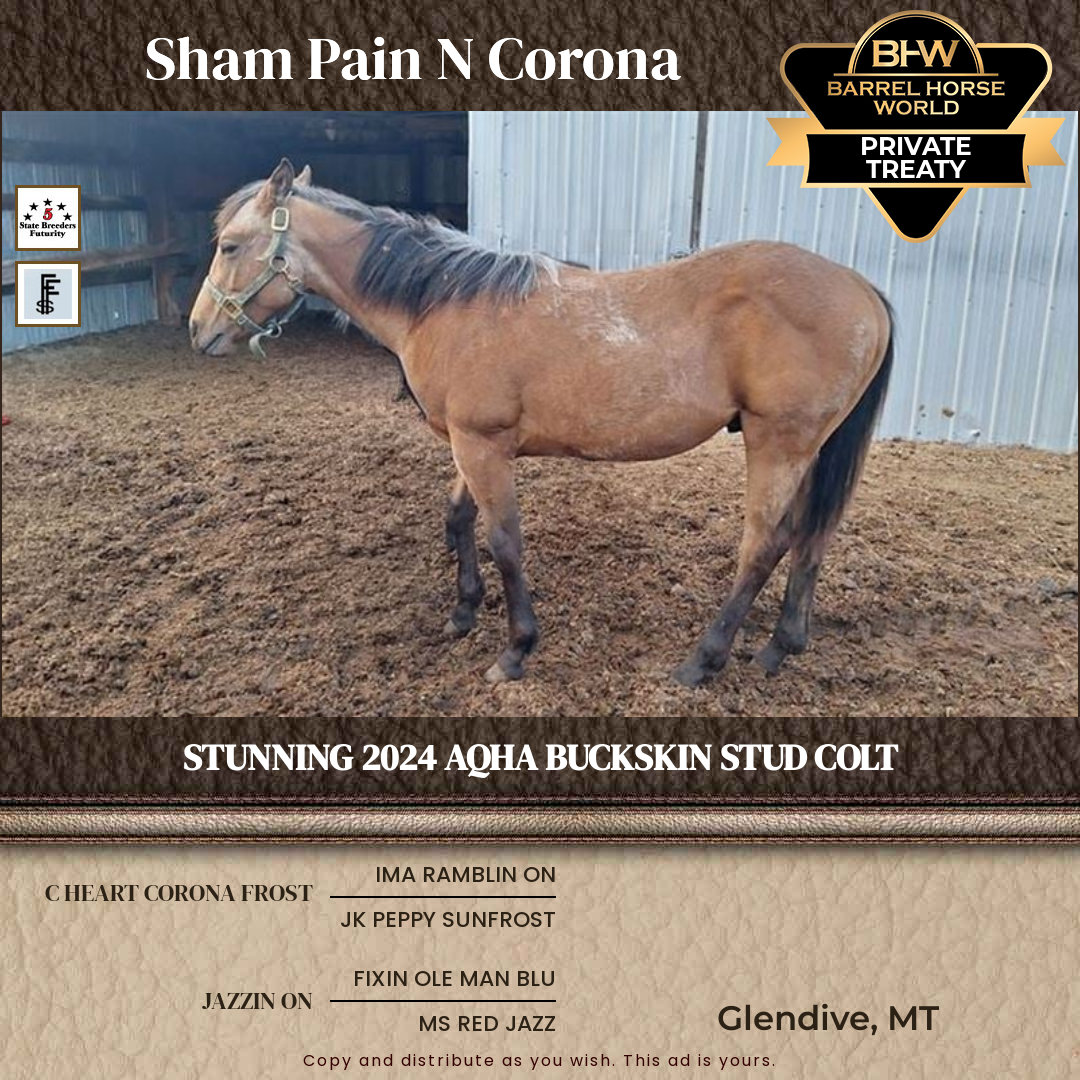 2  year old Stallion