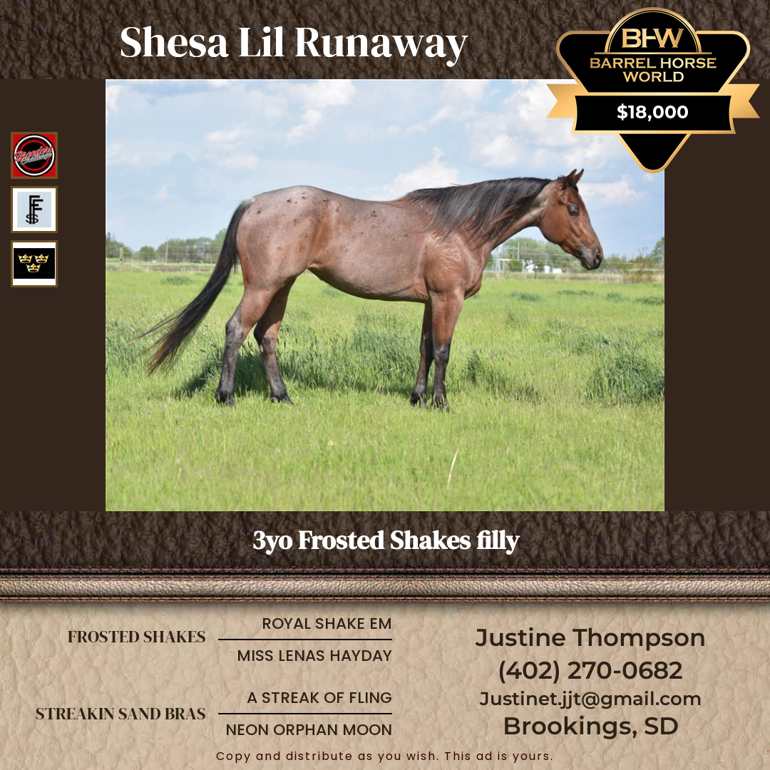 3  year old Mare