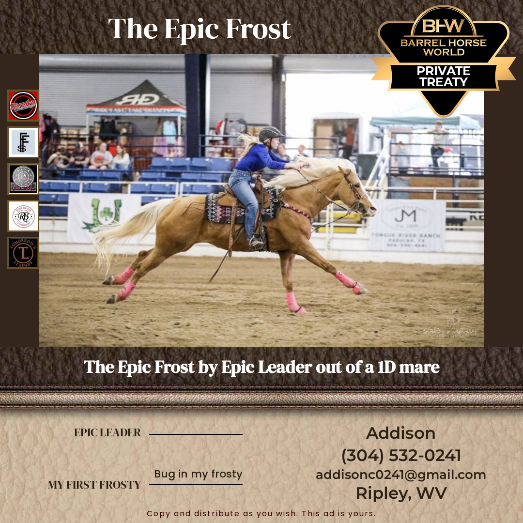 5  year old Mare