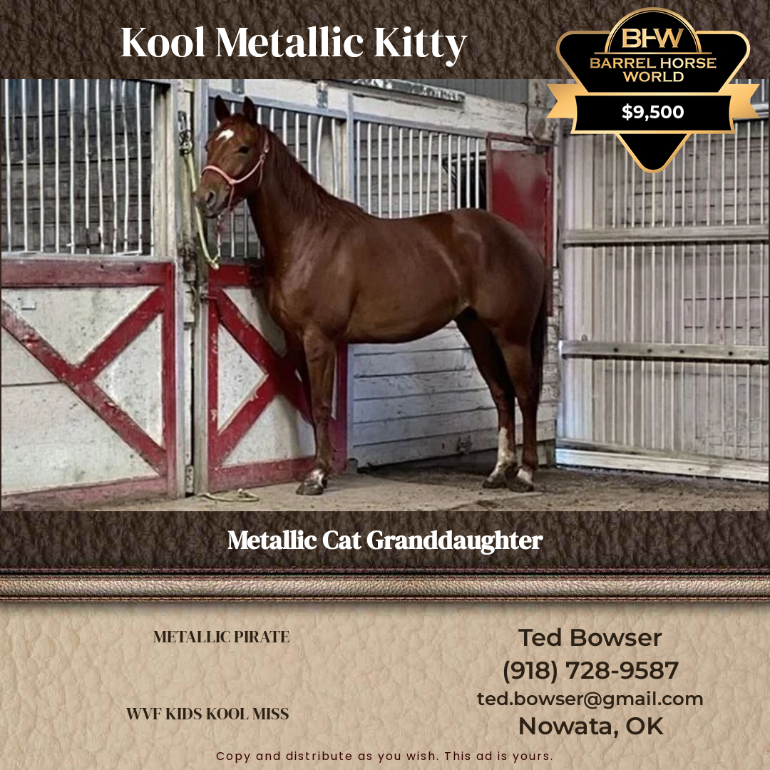 5  year old Mare