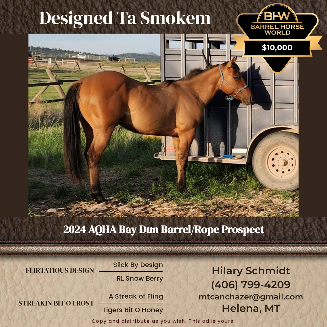 2  year old Stallion