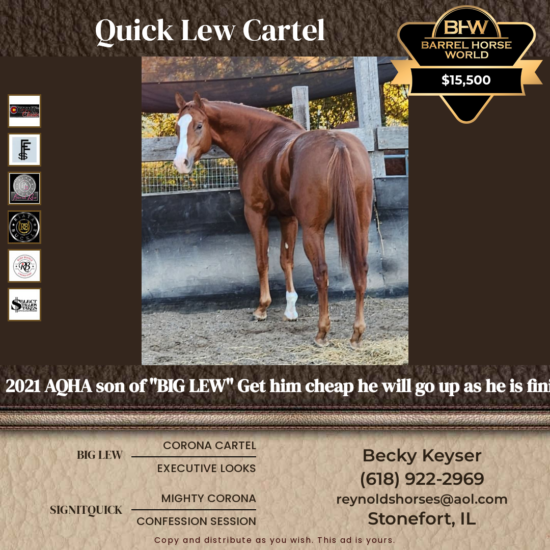 5  year old Gelding