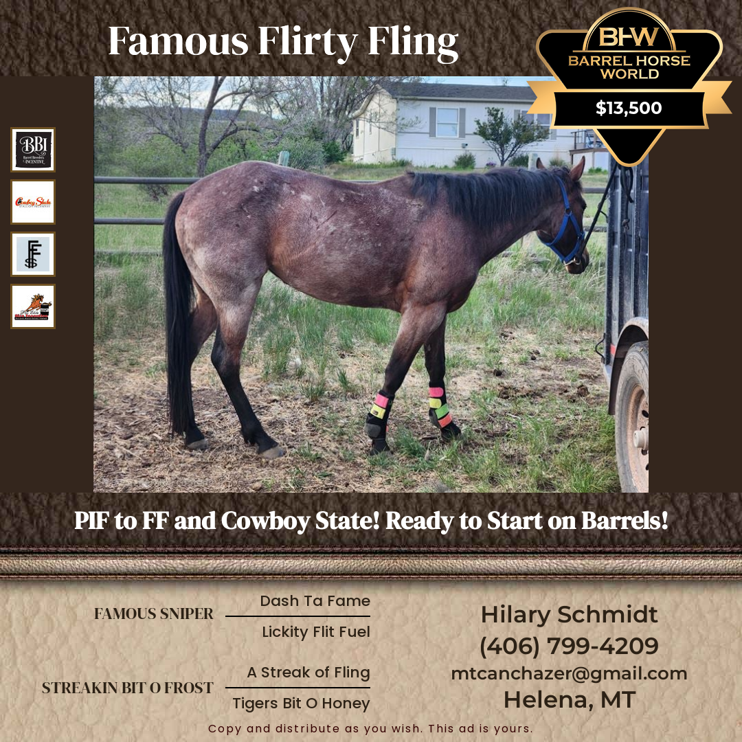 4  year old Mare