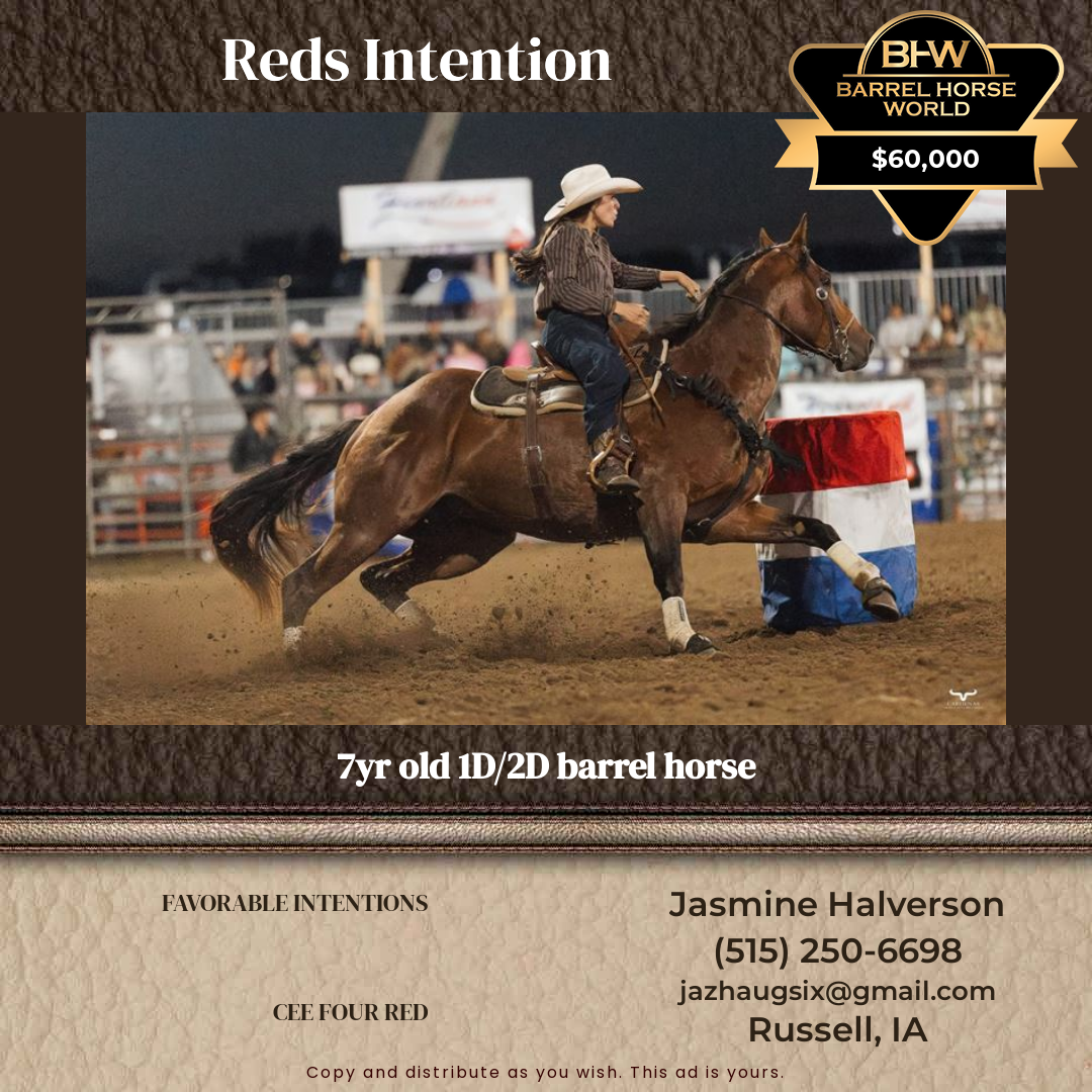 7  year old Gelding
