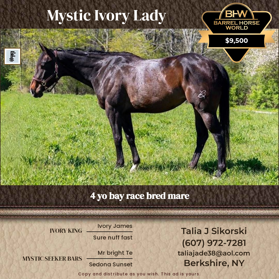 4  year old Mare