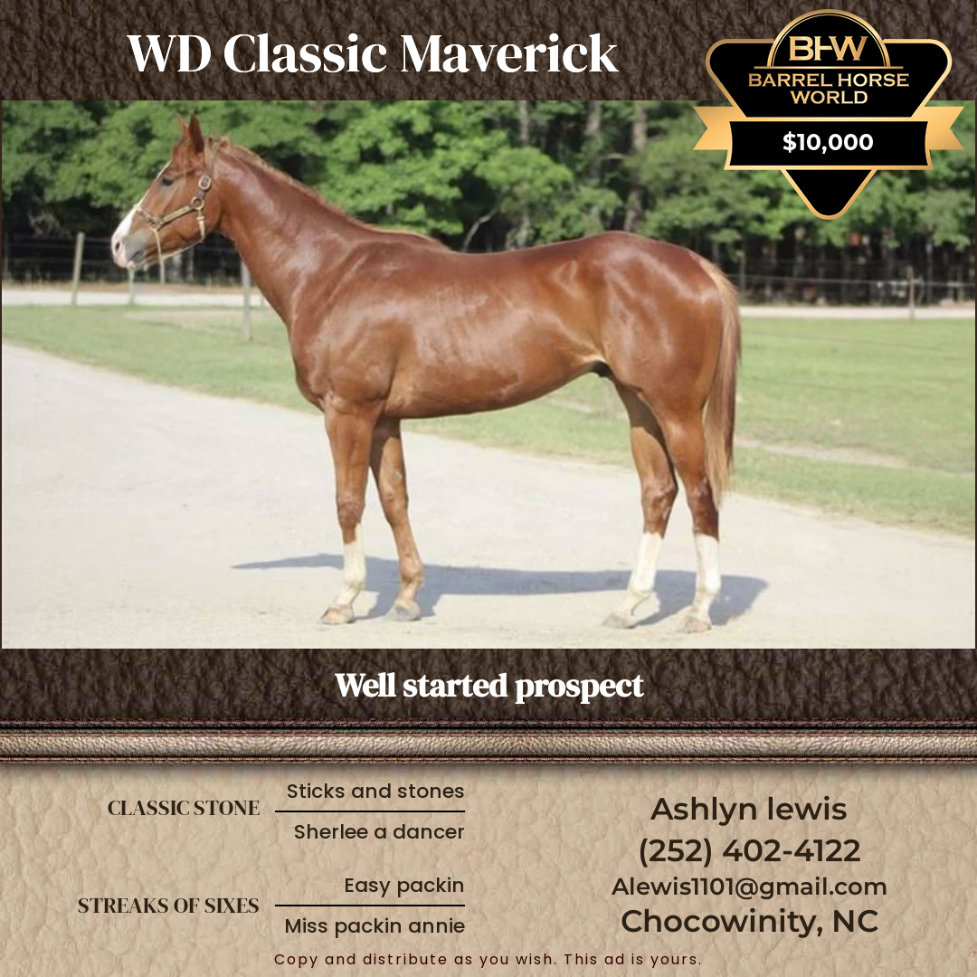 4  year old Gelding