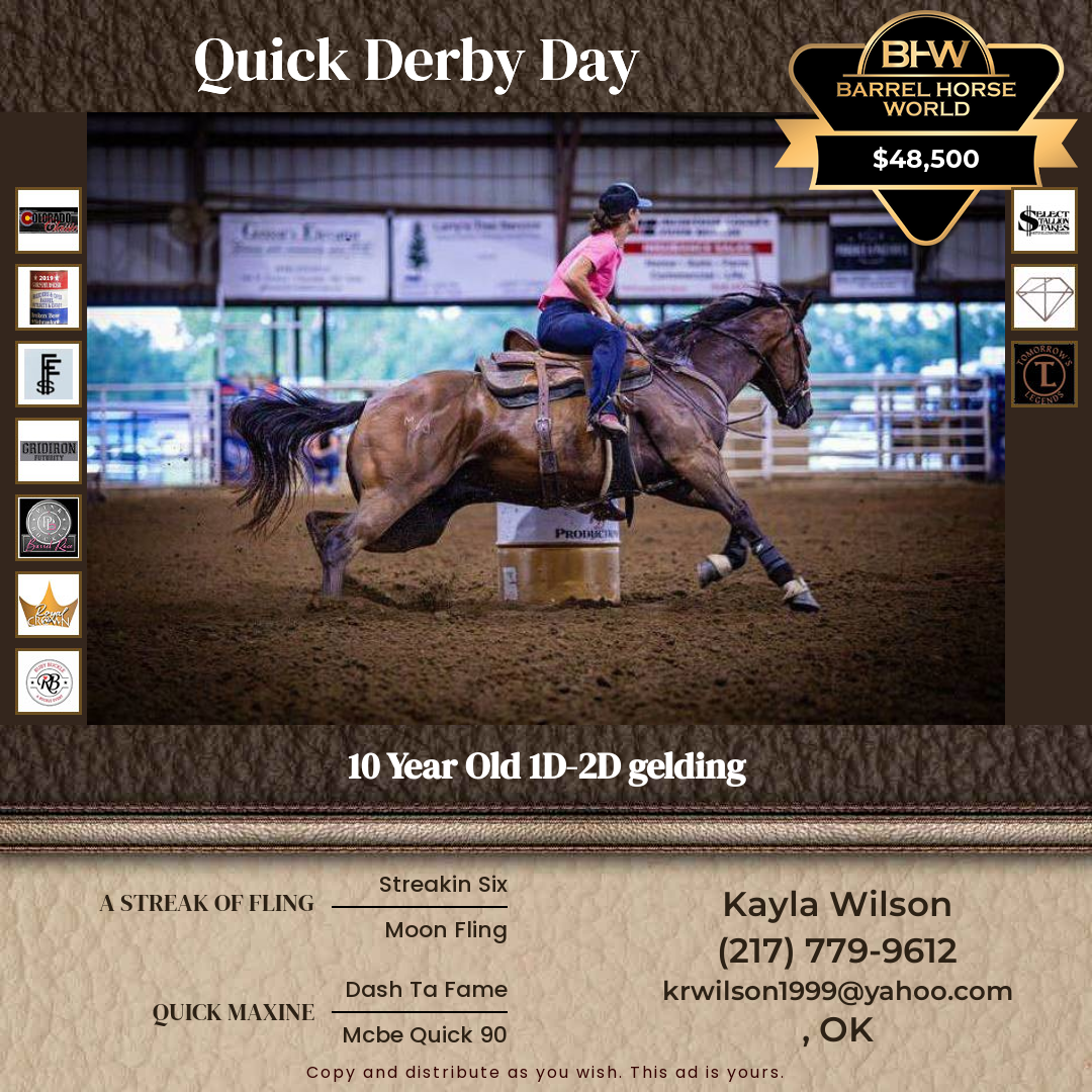 10  year old Gelding