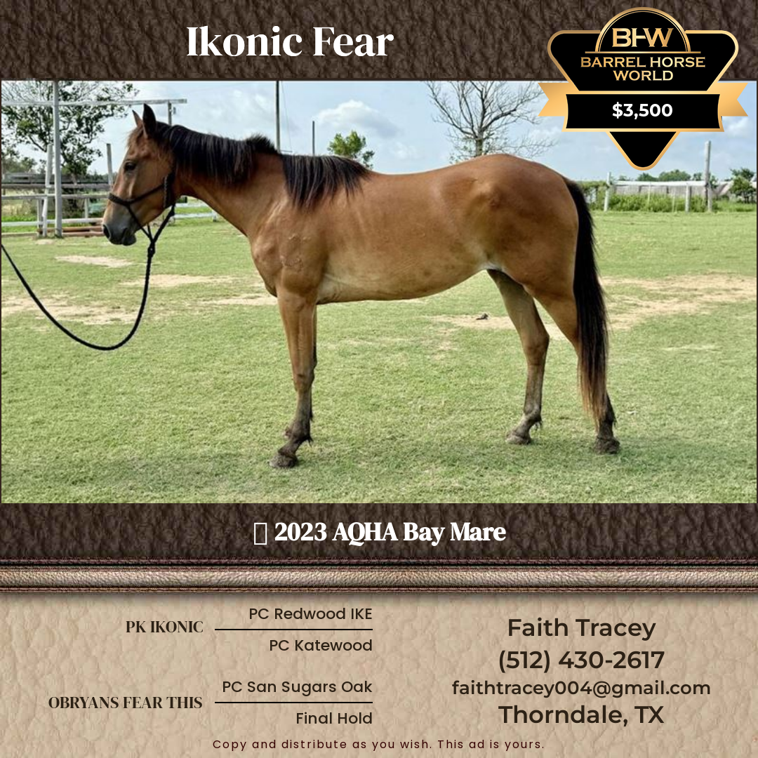 3  year old Mare